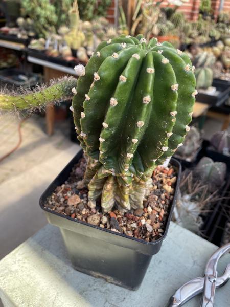 Echinopsis Hybr. lila